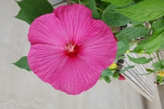 20180604_113715