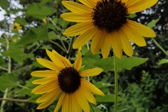 20180604_120416